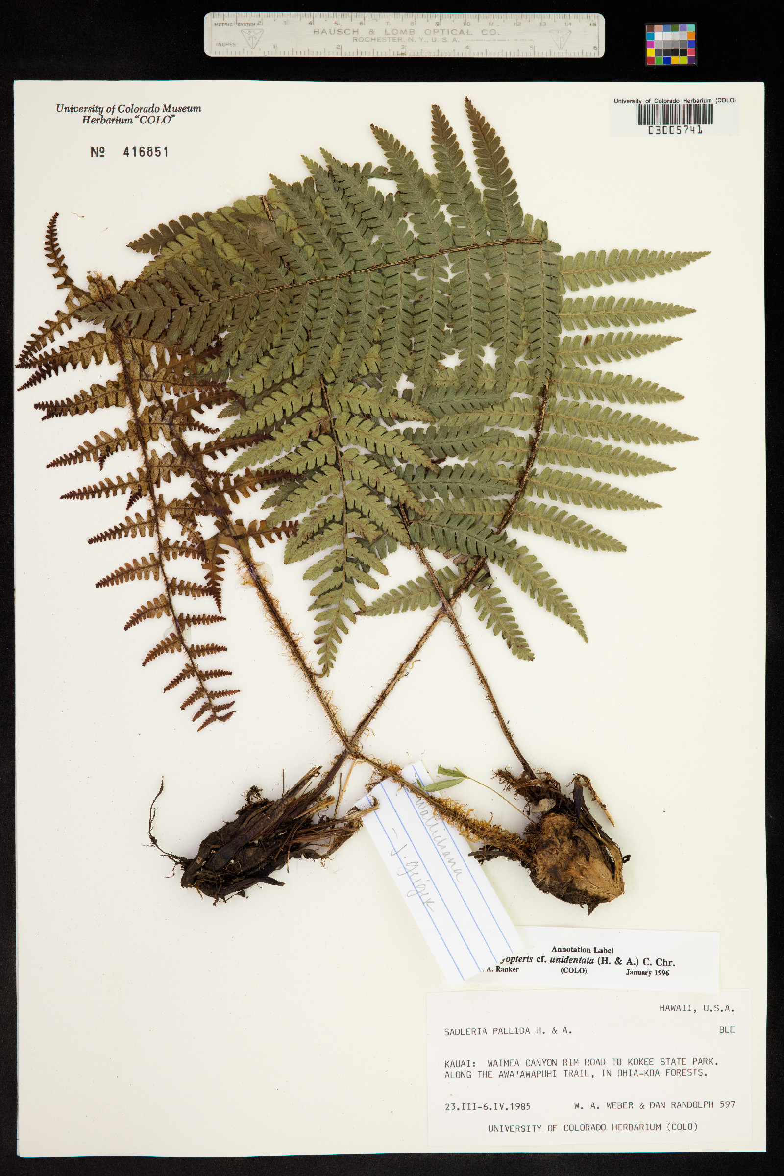 Dryopteris wallichiana image