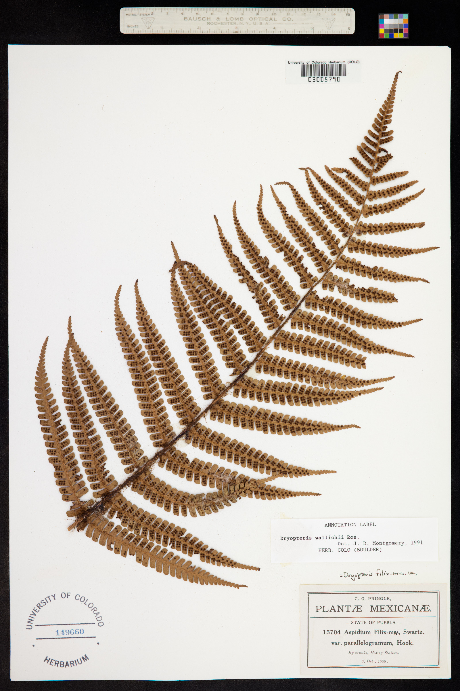 Dryopteris wallichiana image