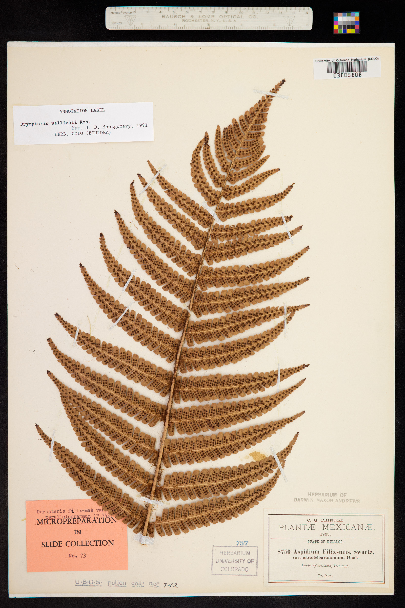 Dryopteris filix-mas image
