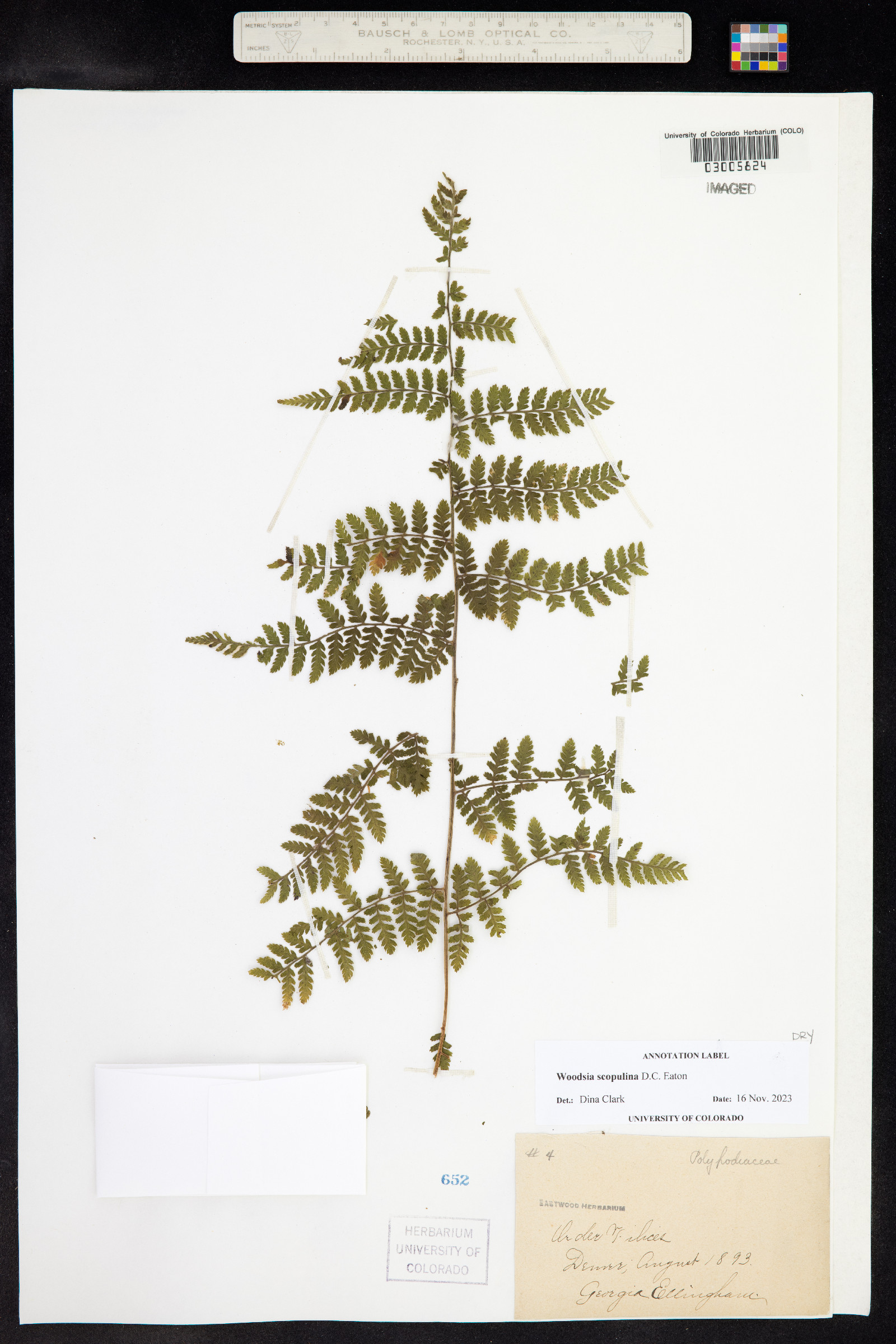 Woodsia scopulina image