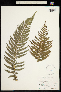 Dryopteris resinifera image