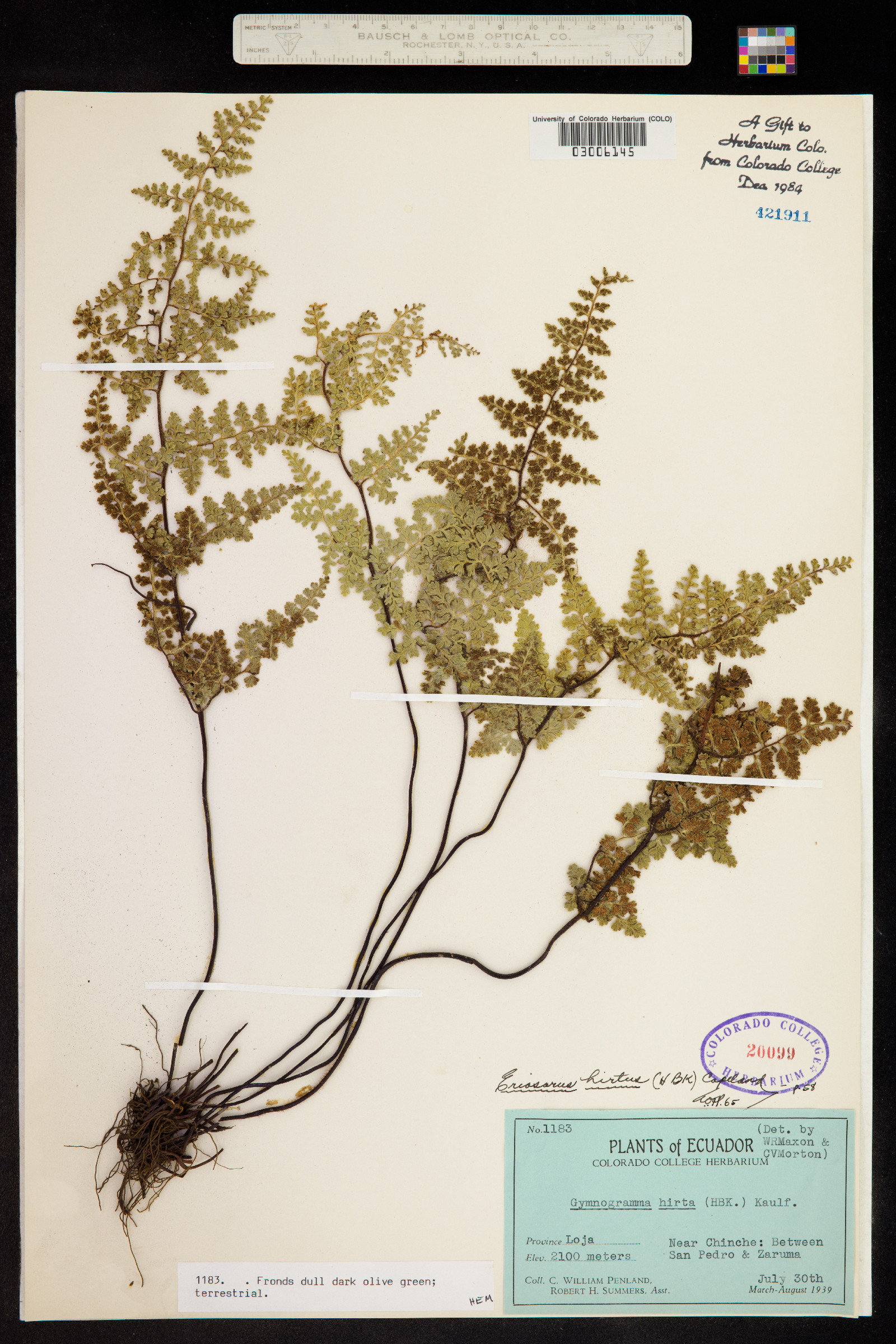 Eriosorus hirtus image