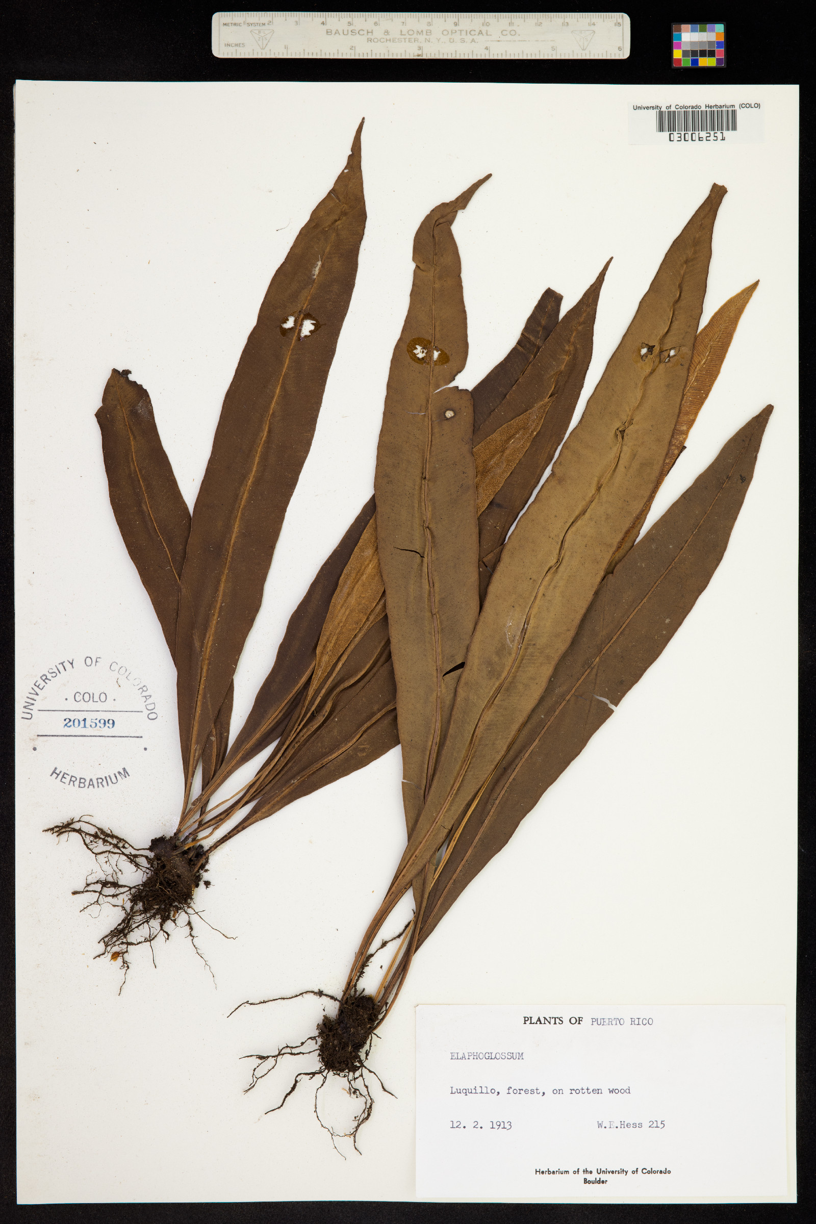 Elaphoglossum image