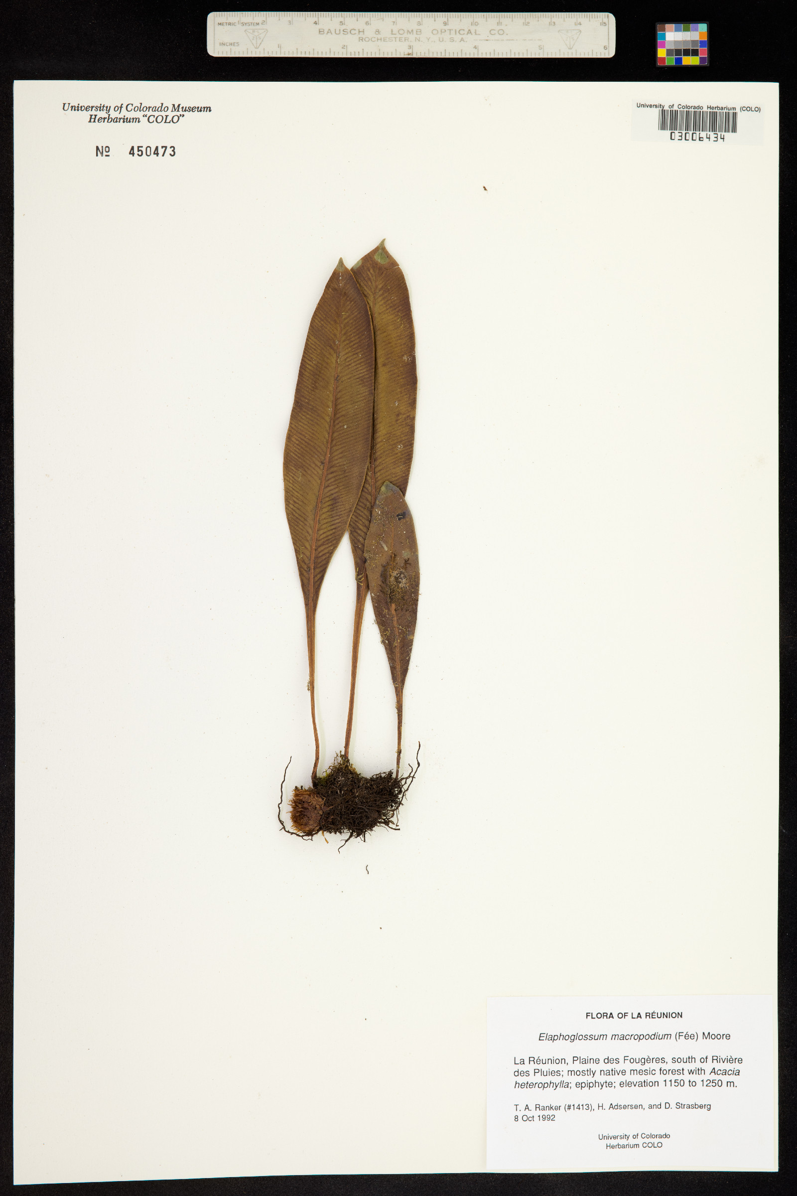 Elaphoglossum macropodium image
