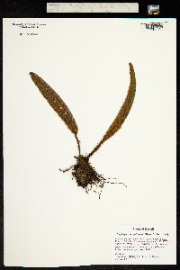 Image of Elaphoglossum paleaceum