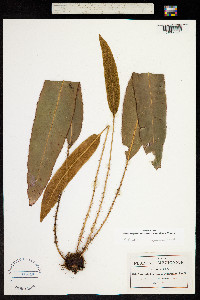 Image of Elaphoglossum erinaceum