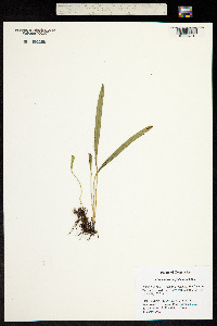 Image of Elaphoglossum glabellum