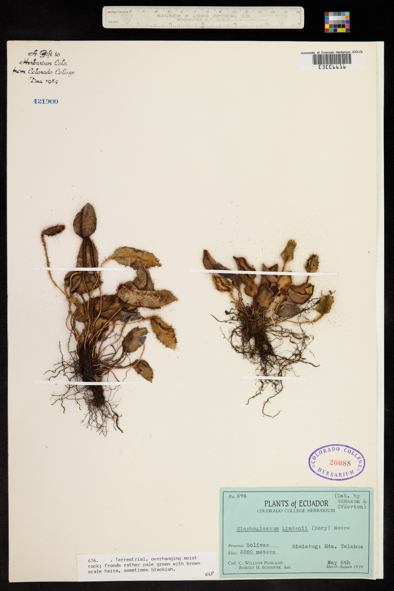 Elaphoglossum lindenii image