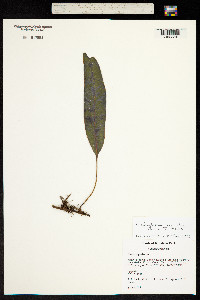 Image of Elaphoglossum apodum