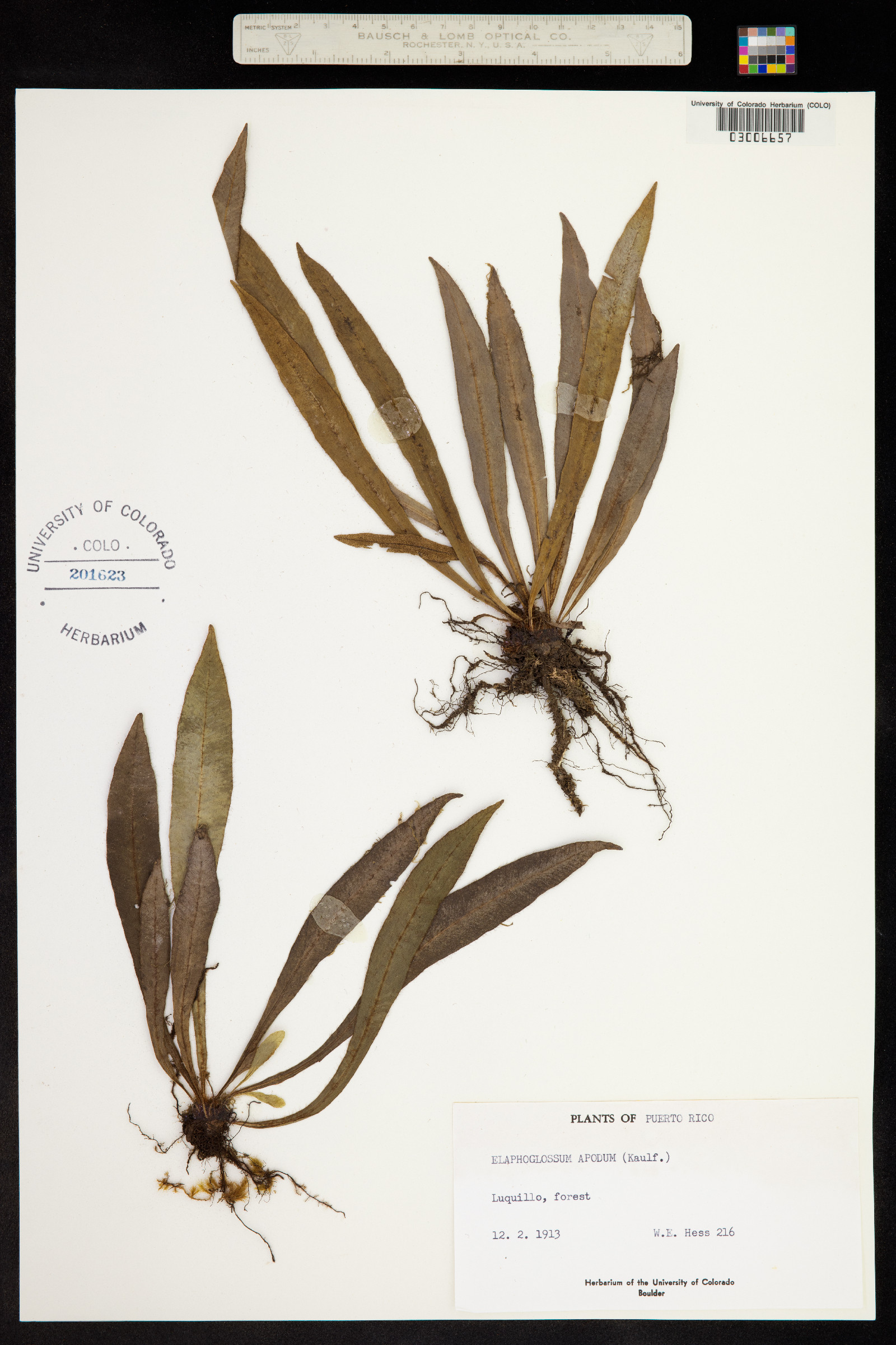 Elaphoglossum apodum image