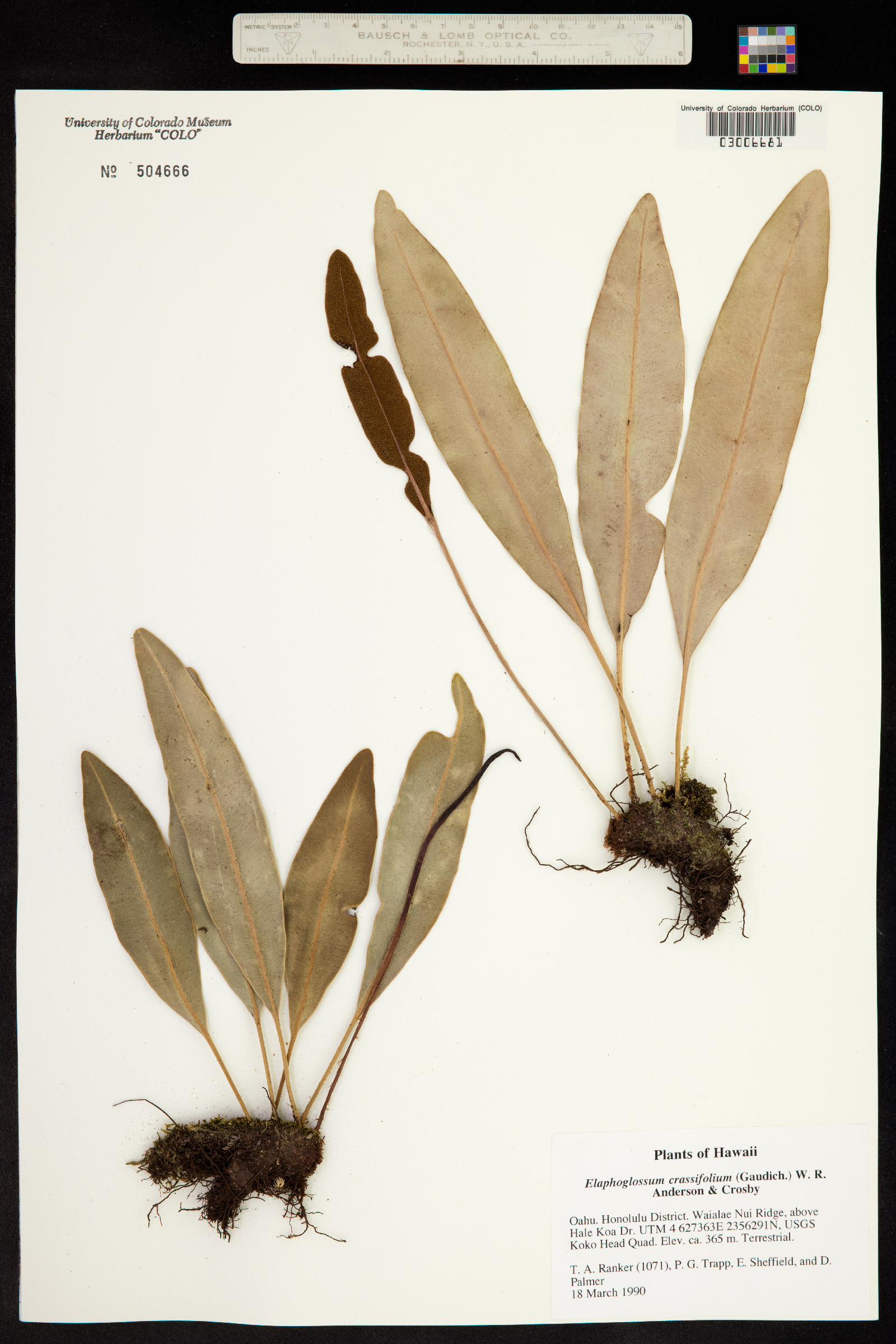 Elaphoglossum crassifolium image