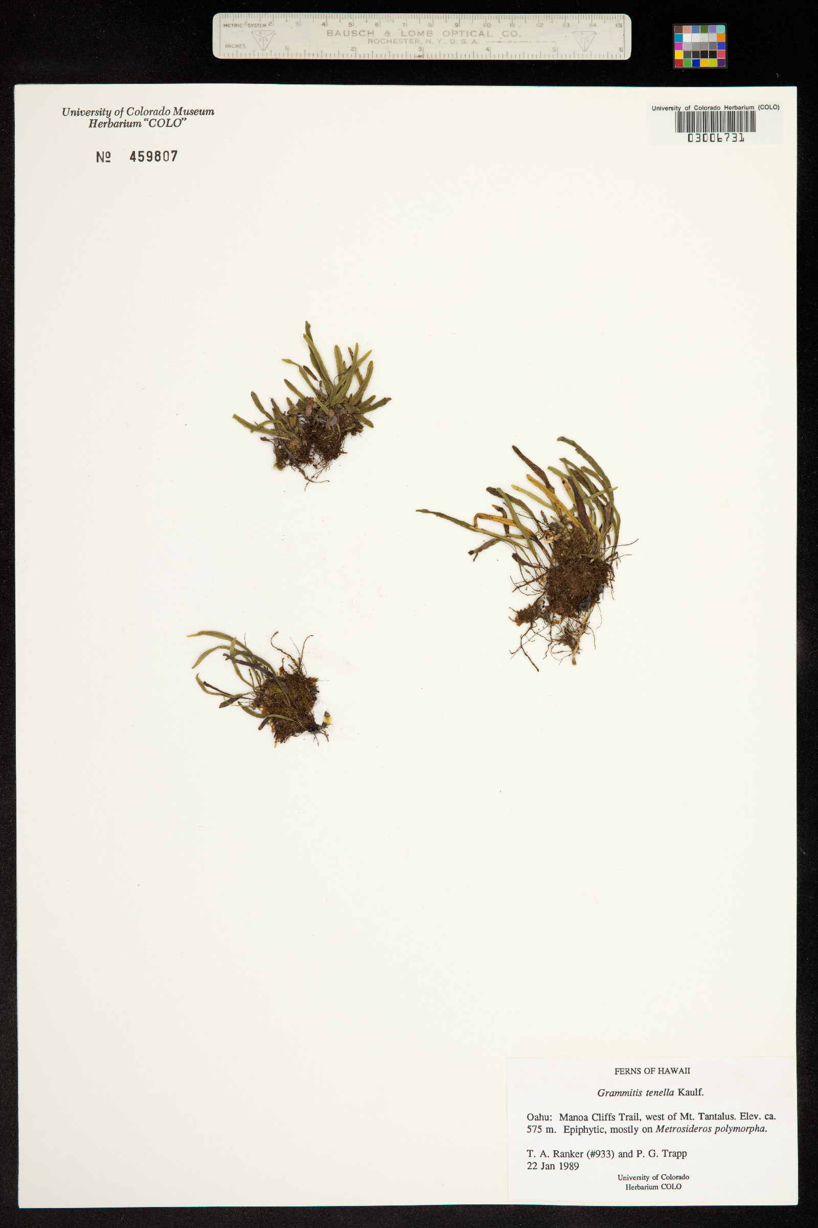 Adenophorus image