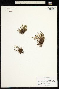 Adenophorus tenellus image