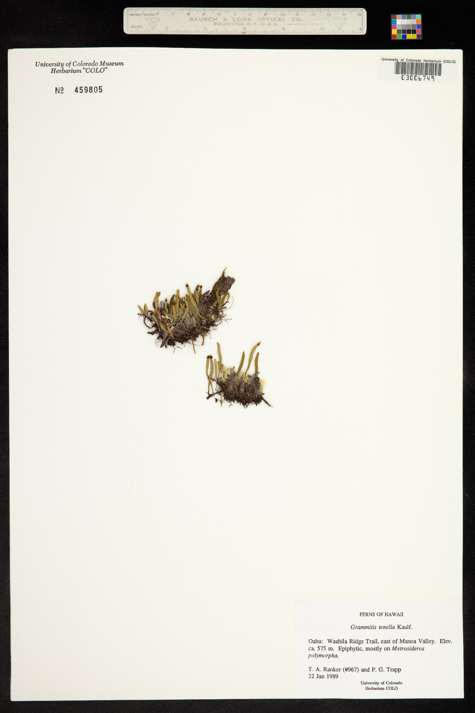 Adenophorus tenellus image