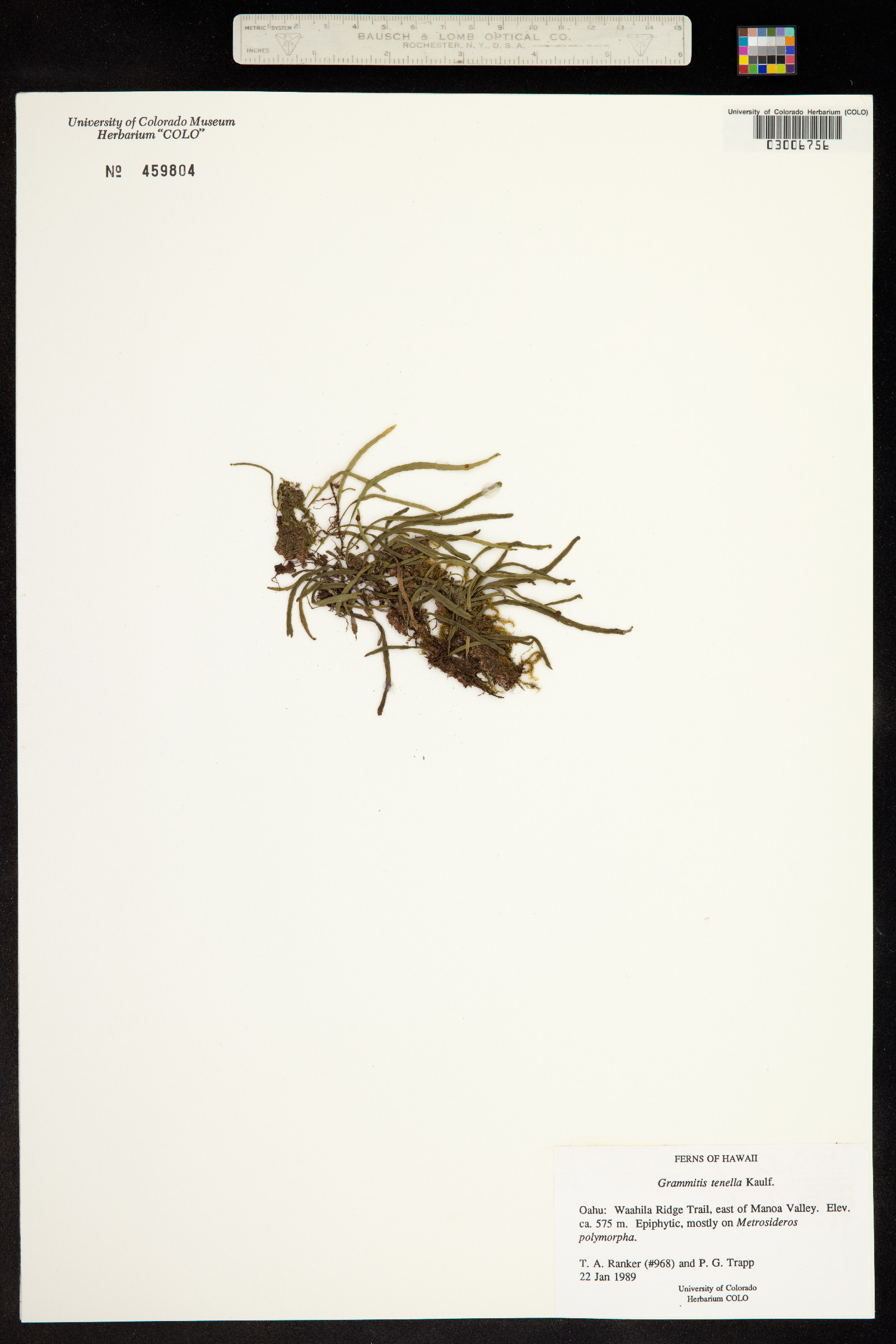 Adenophorus tenellus image
