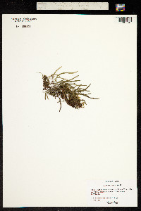 Grammitis tenella image