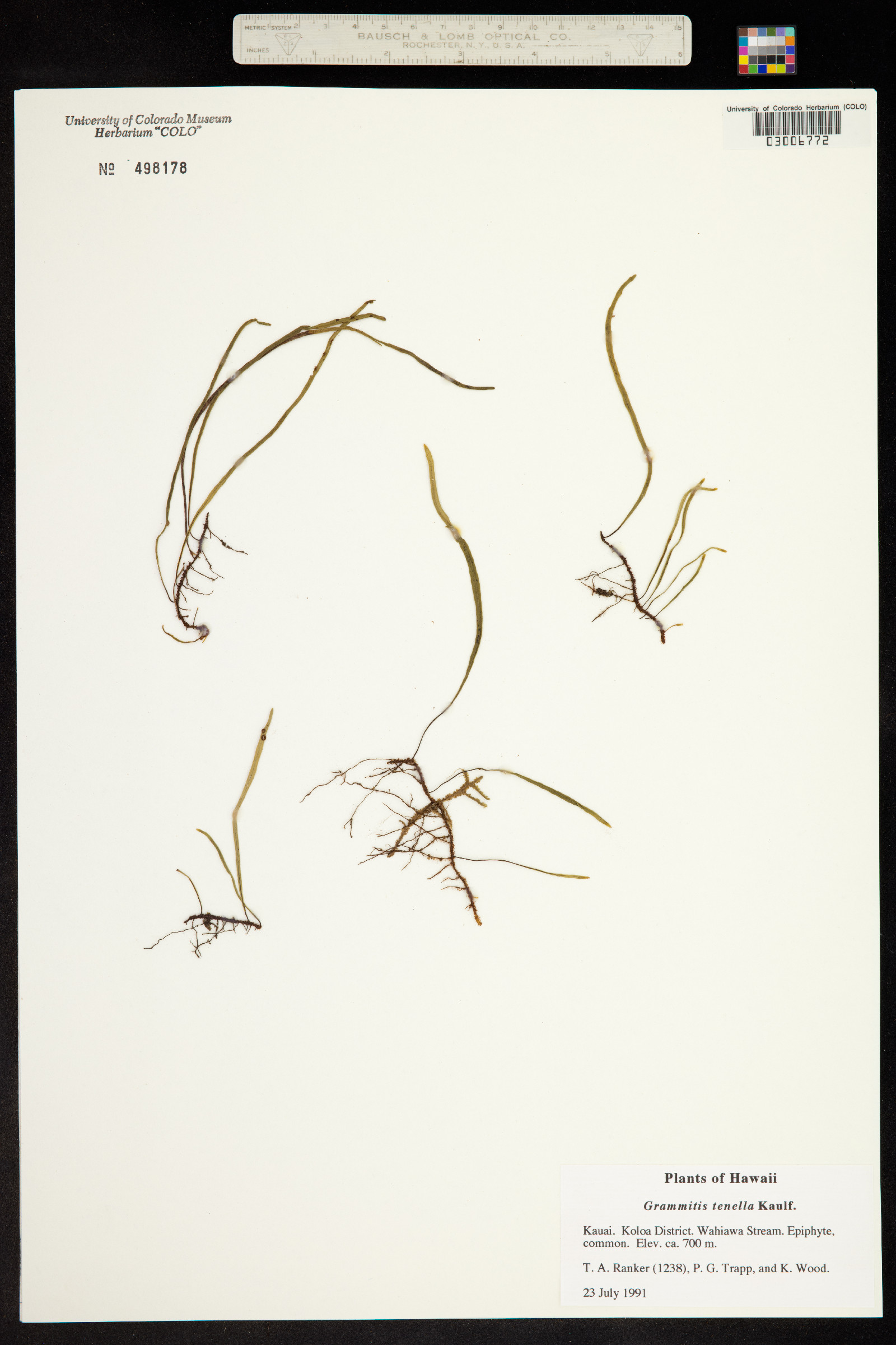 Adenophorus tenellus image