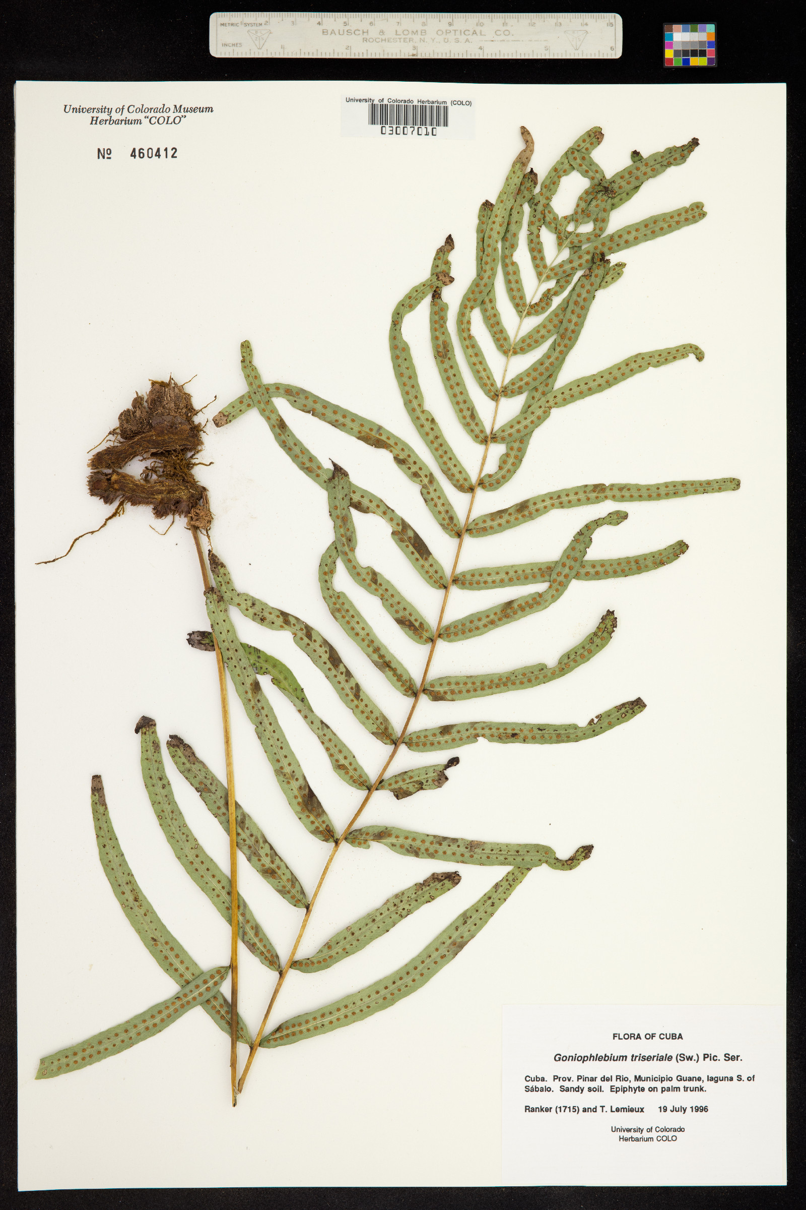 Serpocaulon triseriale image