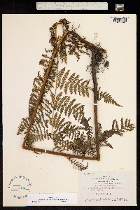 Hypolepis hawaiiensis image