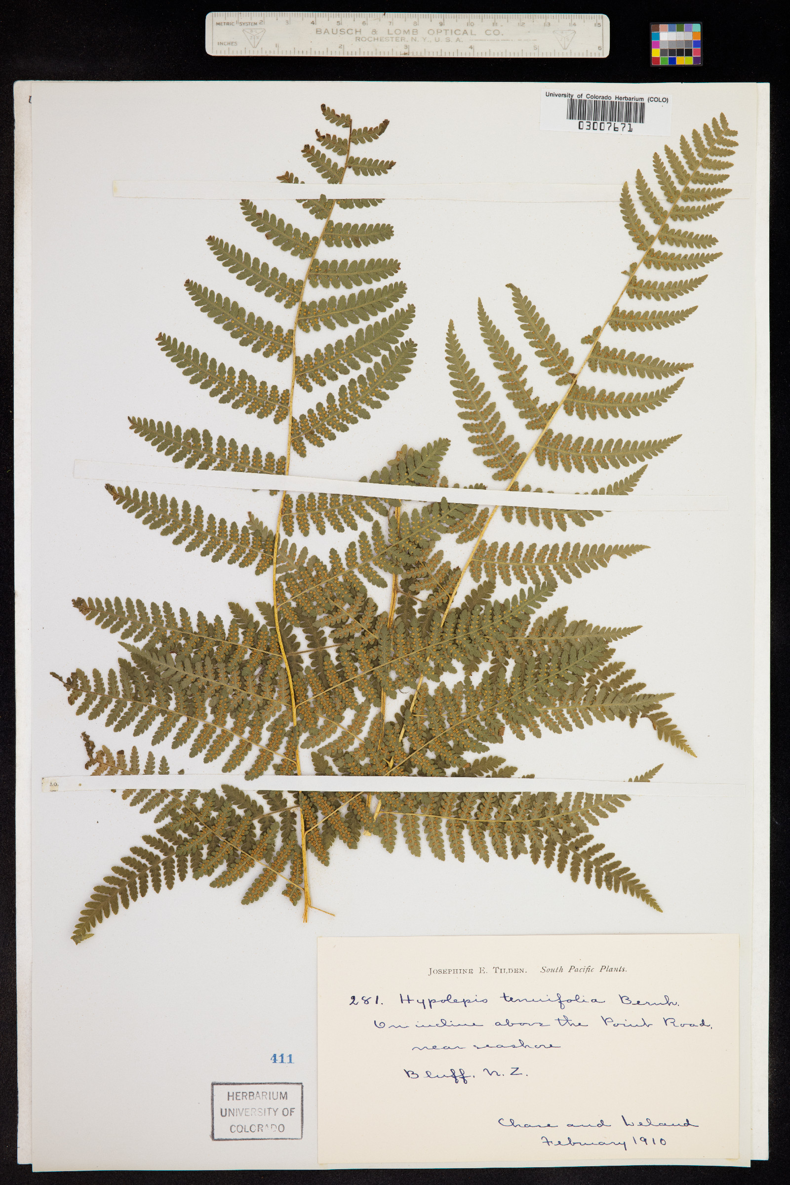 Hypolepis tenuifolia image