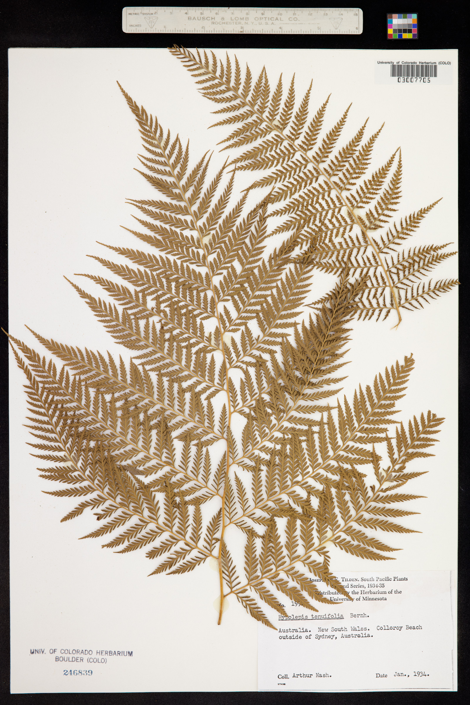 Hypolepis tenuifolia image