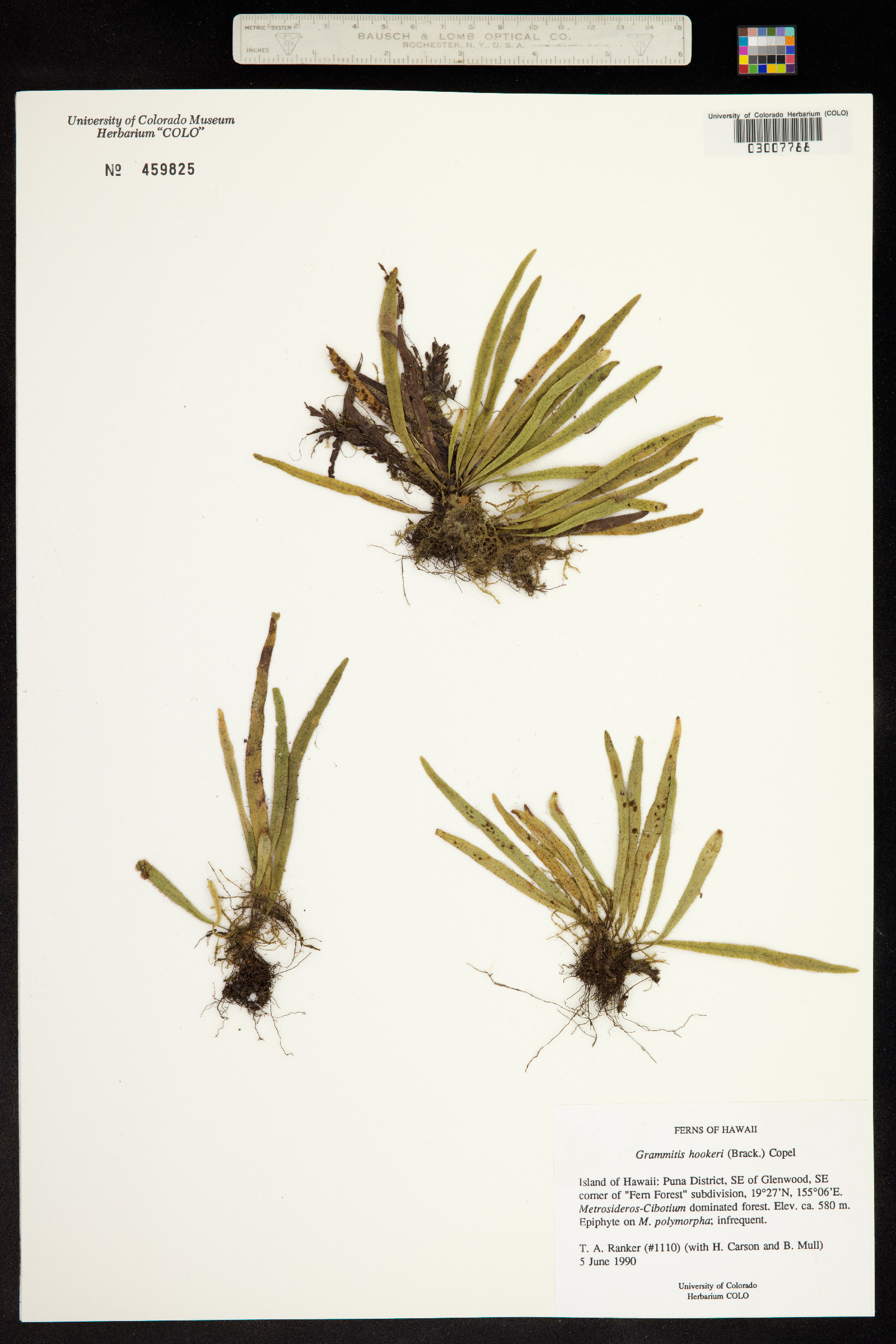 Oreogrammitis hookeri image