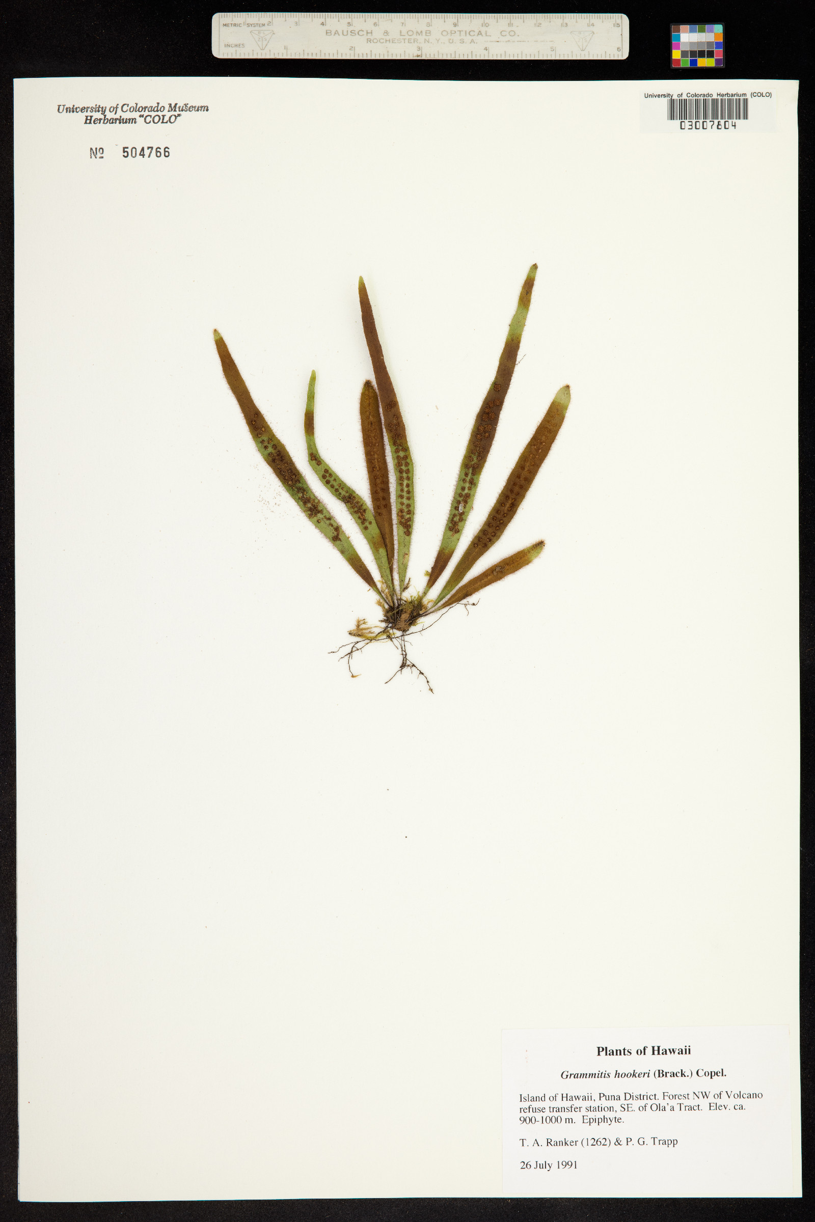 Oreogrammitis hookeri image