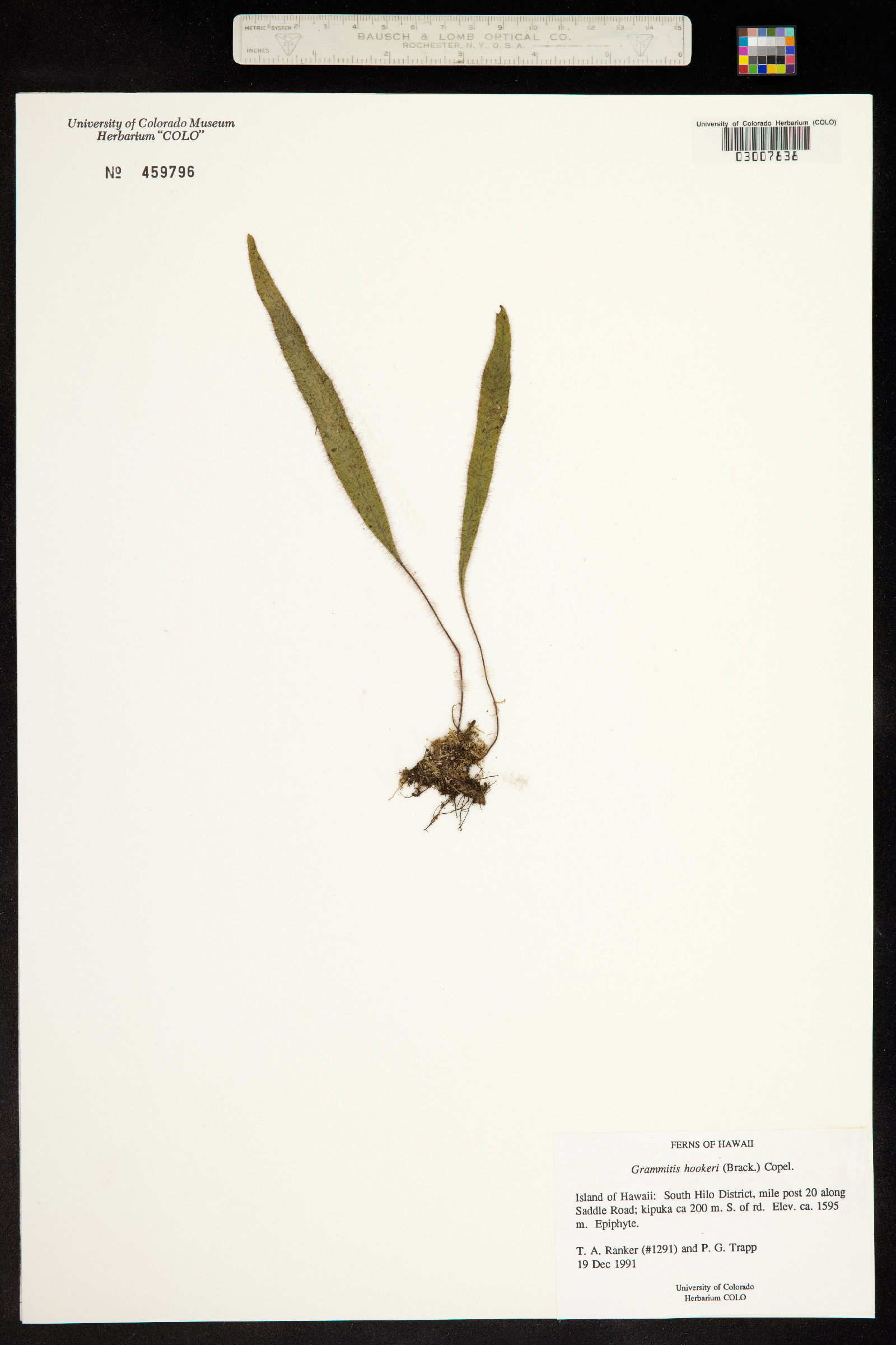 Oreogrammitis hookeri image