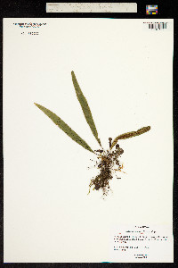 Image of Polypodium hookeri