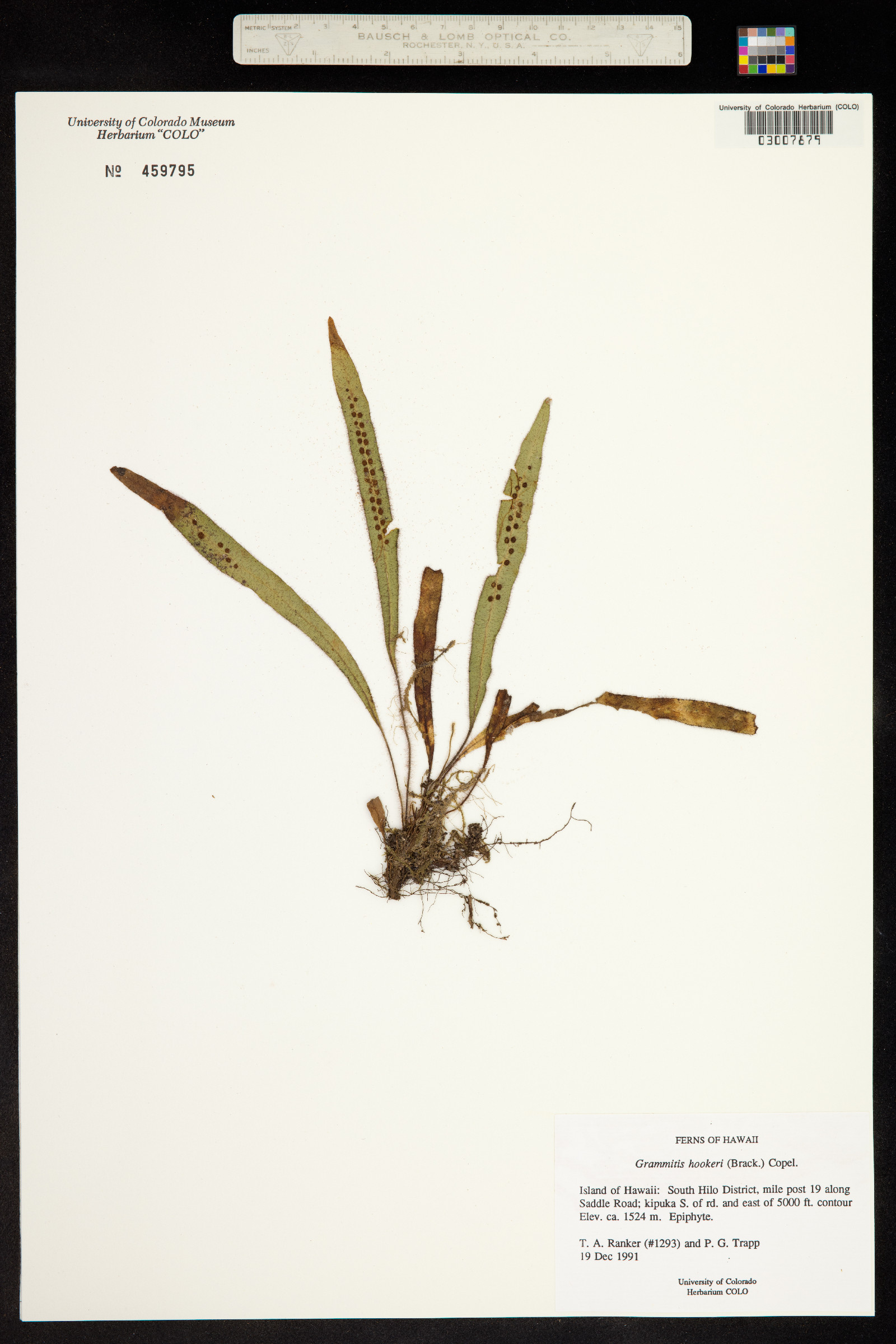 Oreogrammitis hookeri image