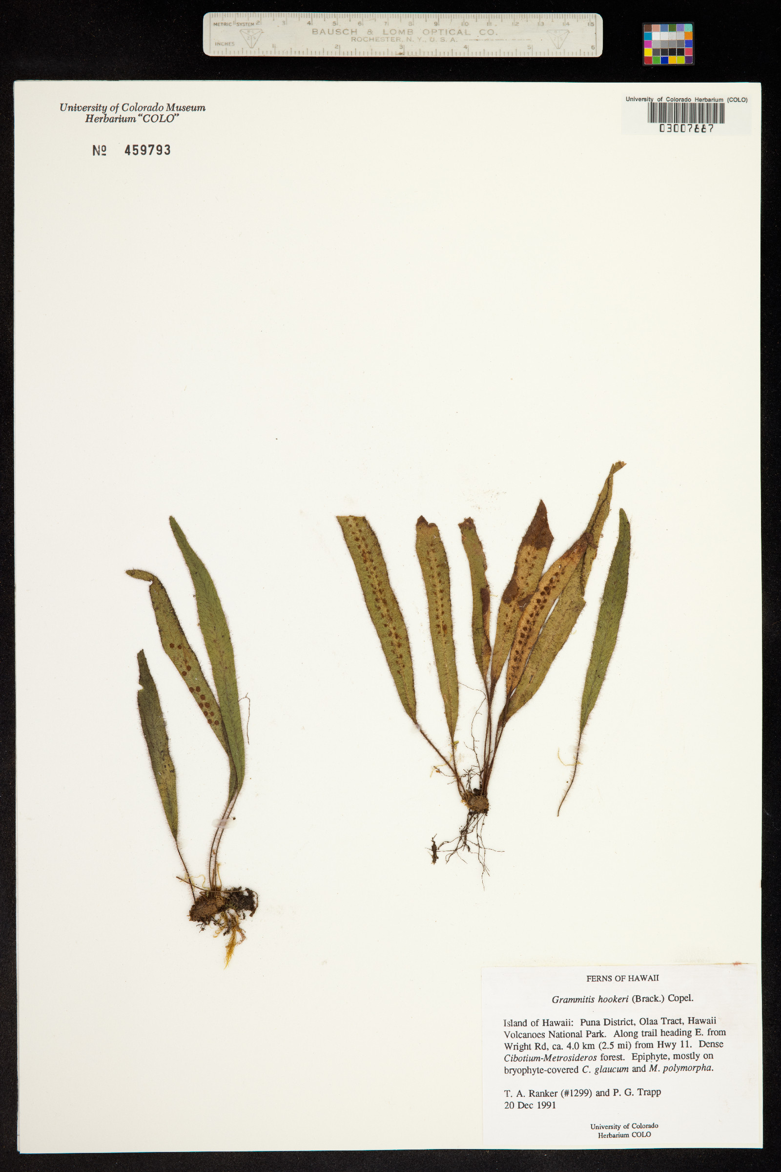 Oreogrammitis hookeri image