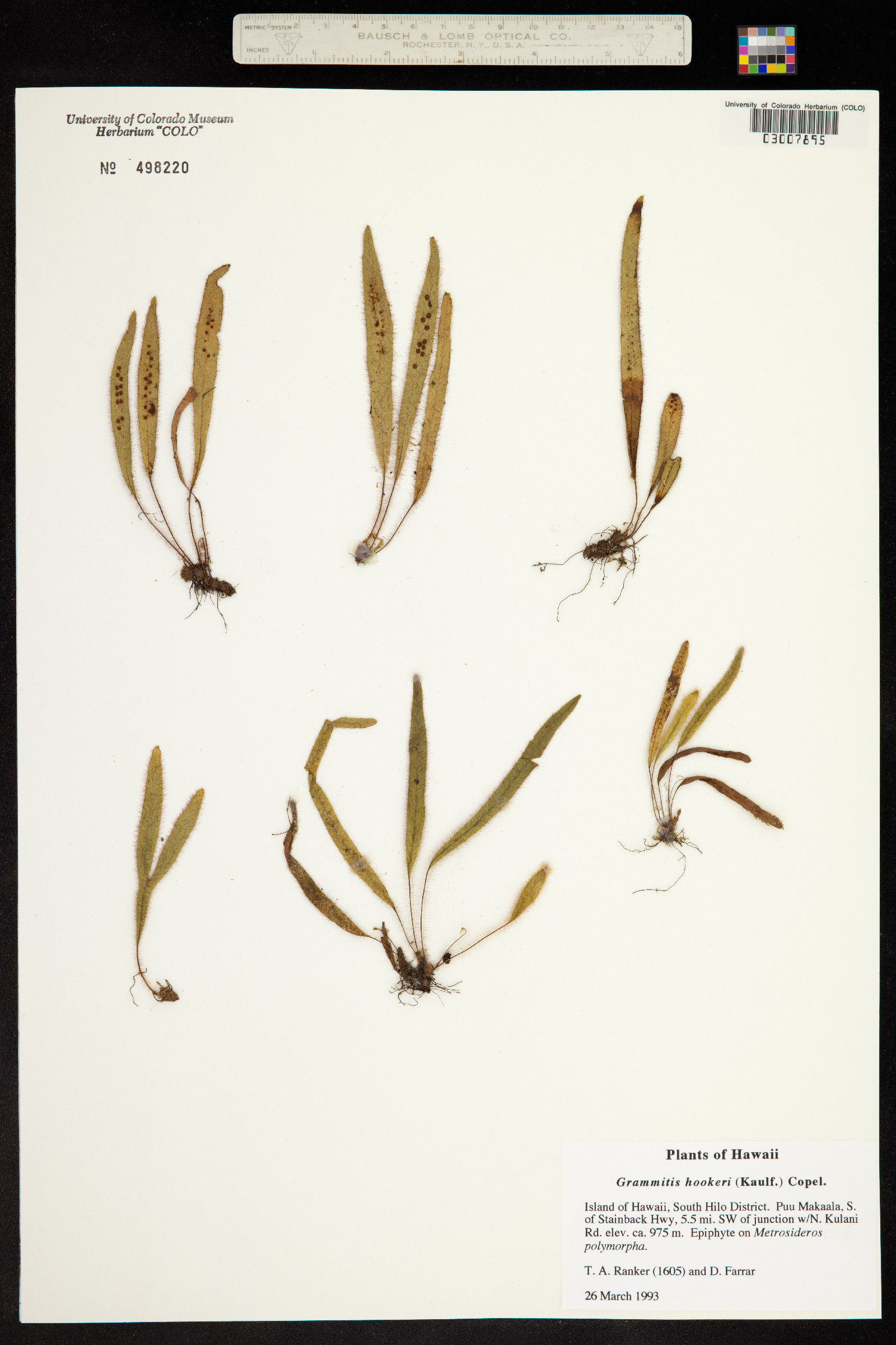 Oreogrammitis hookeri image