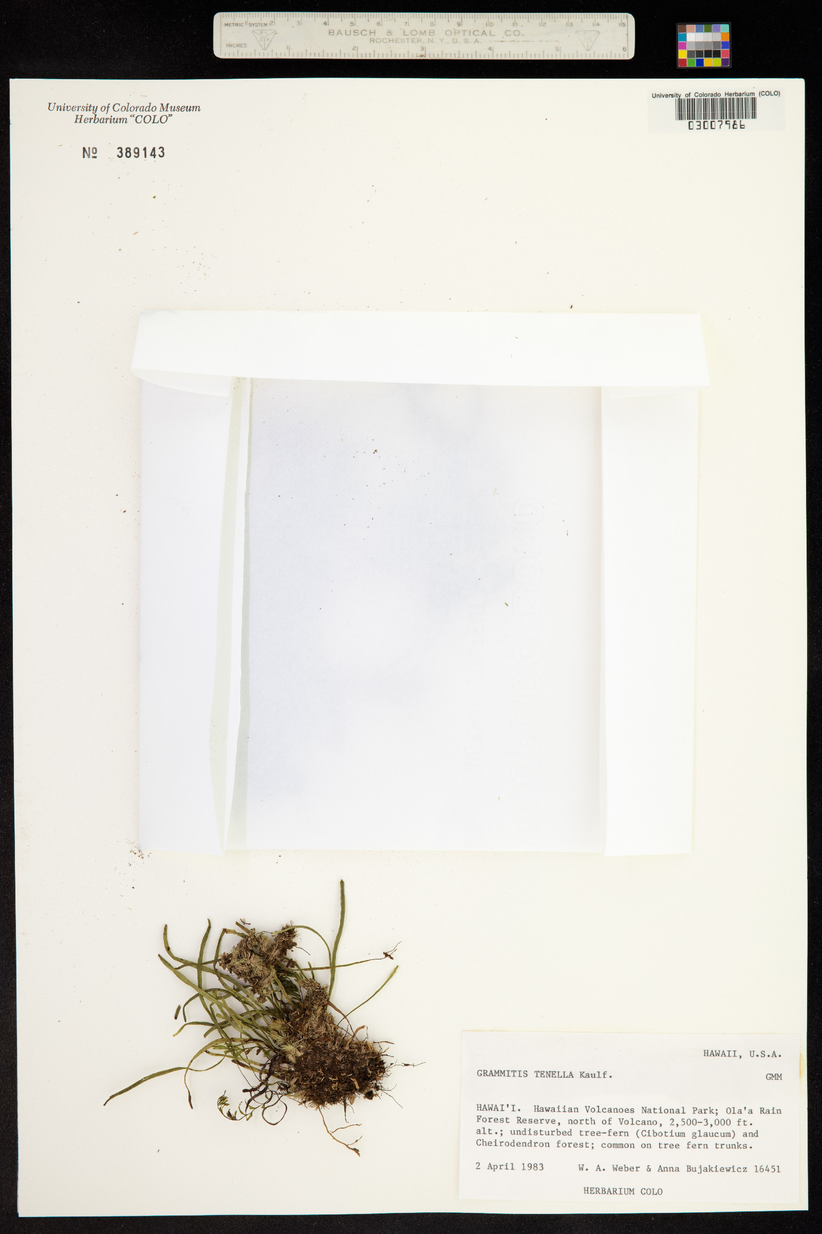 Adenophorus tenellus image