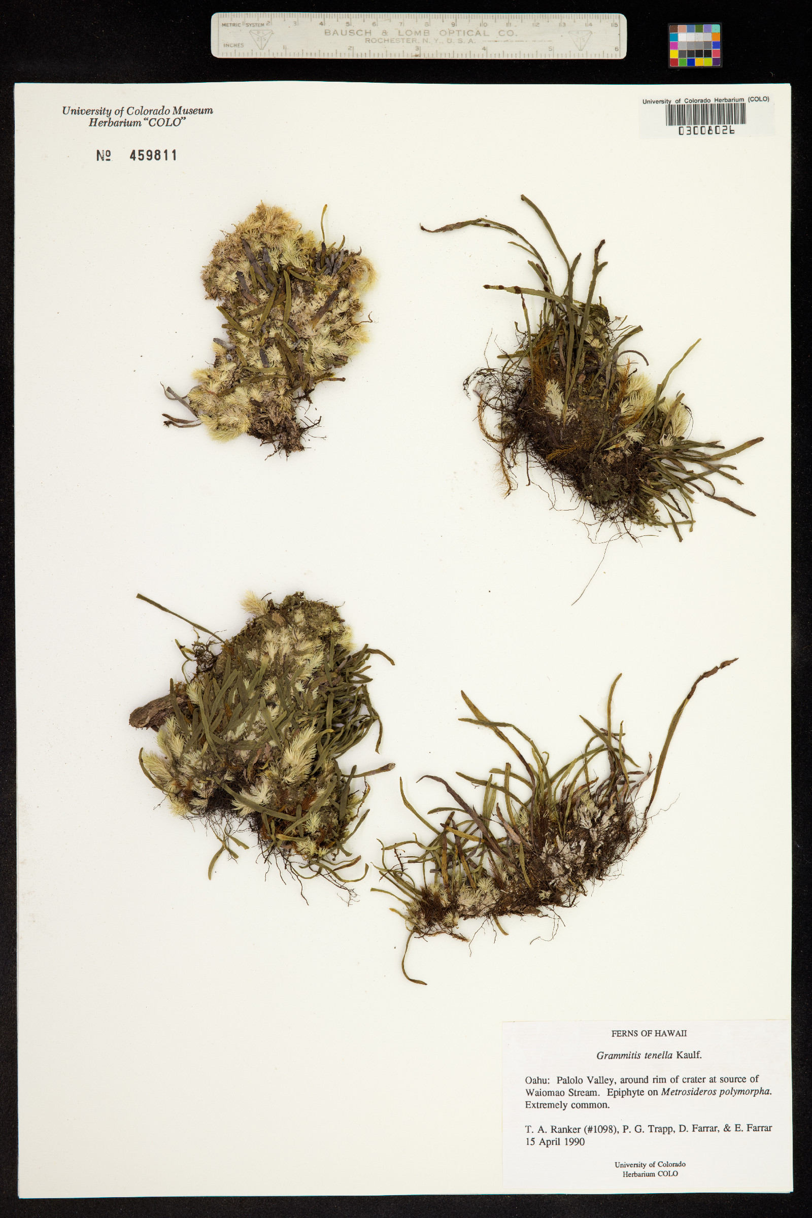 Adenophorus tenellus image
