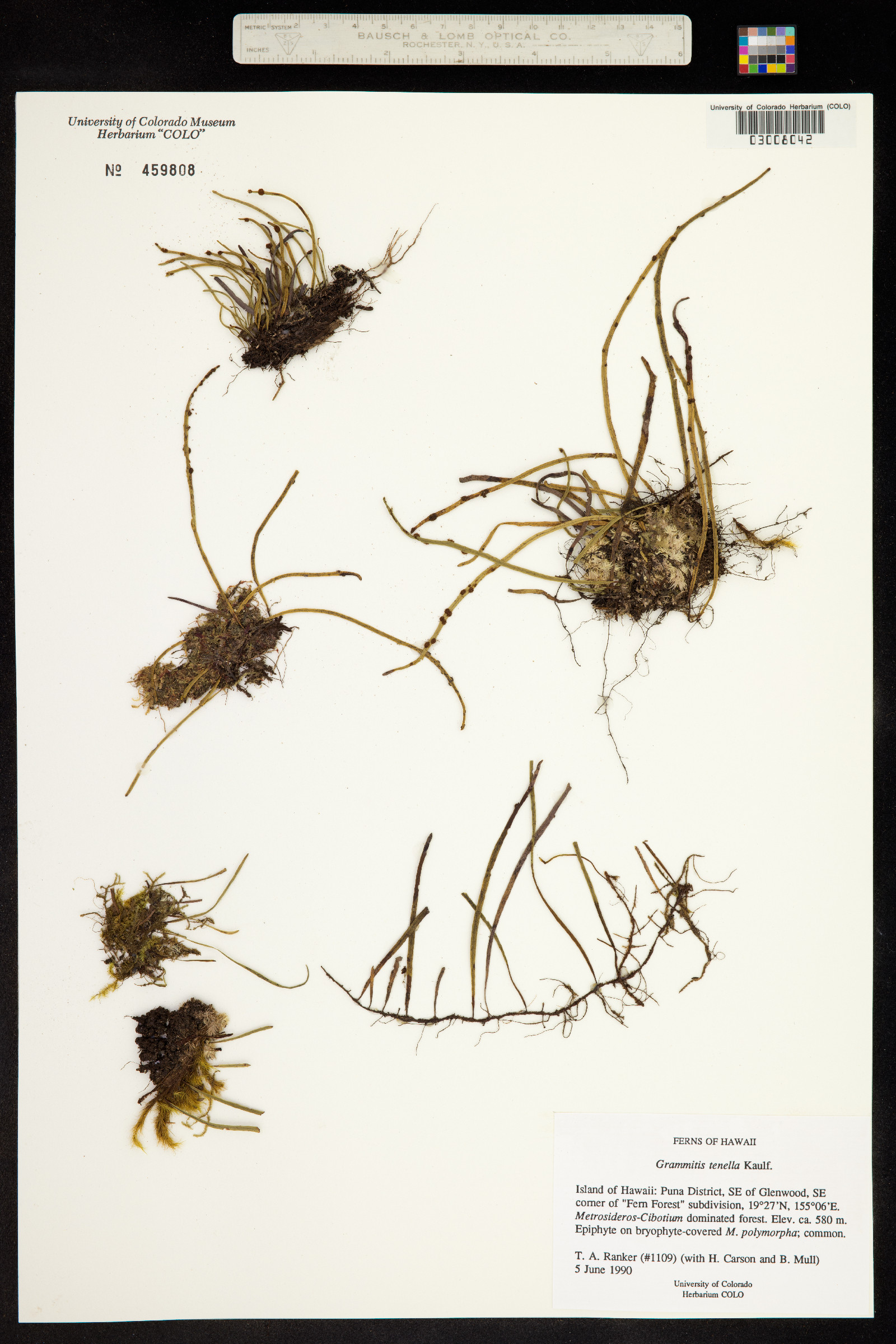 Adenophorus tenellus image