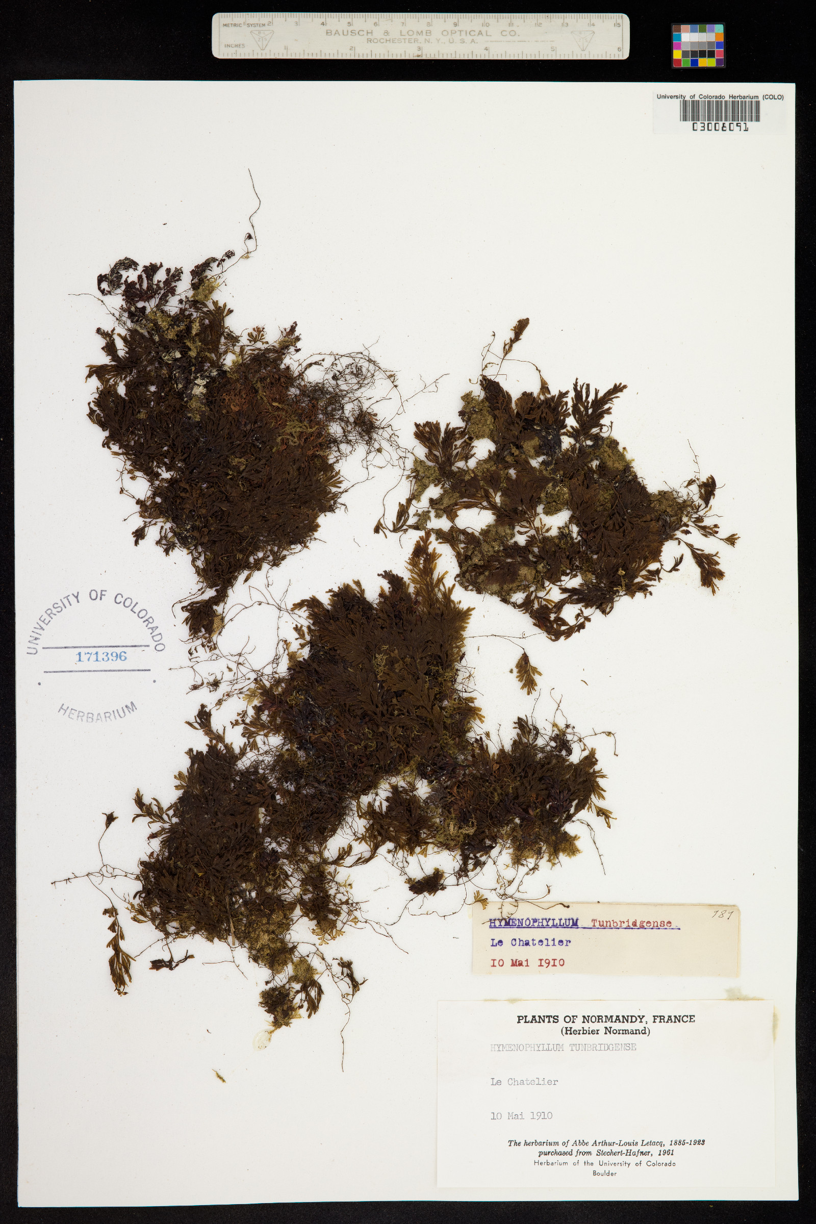 Hymenophyllum tunbrigense image