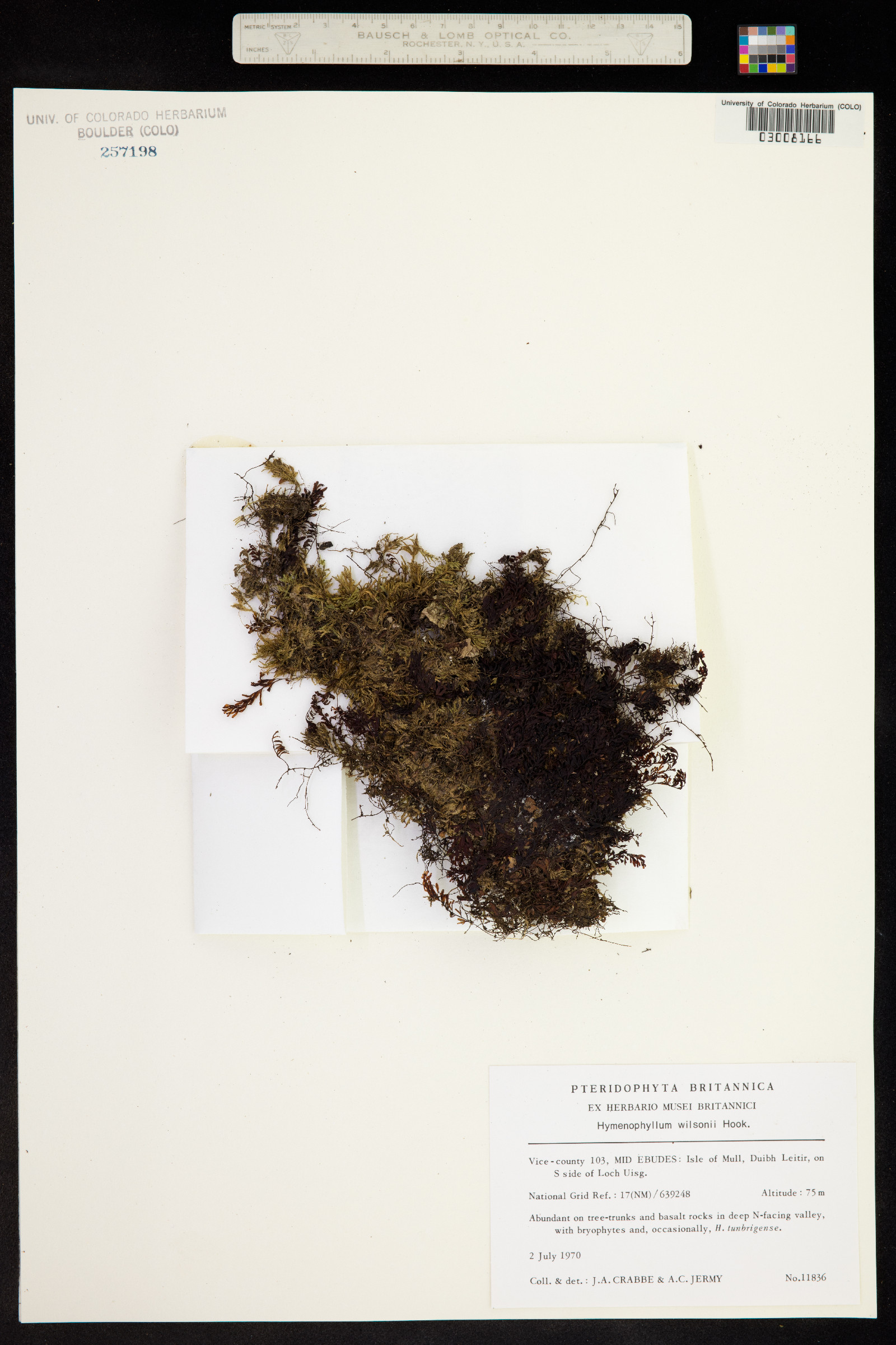 Hymenophyllum peltatum image
