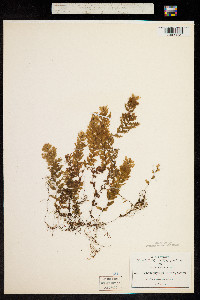 Image of Hymenophyllum lineare