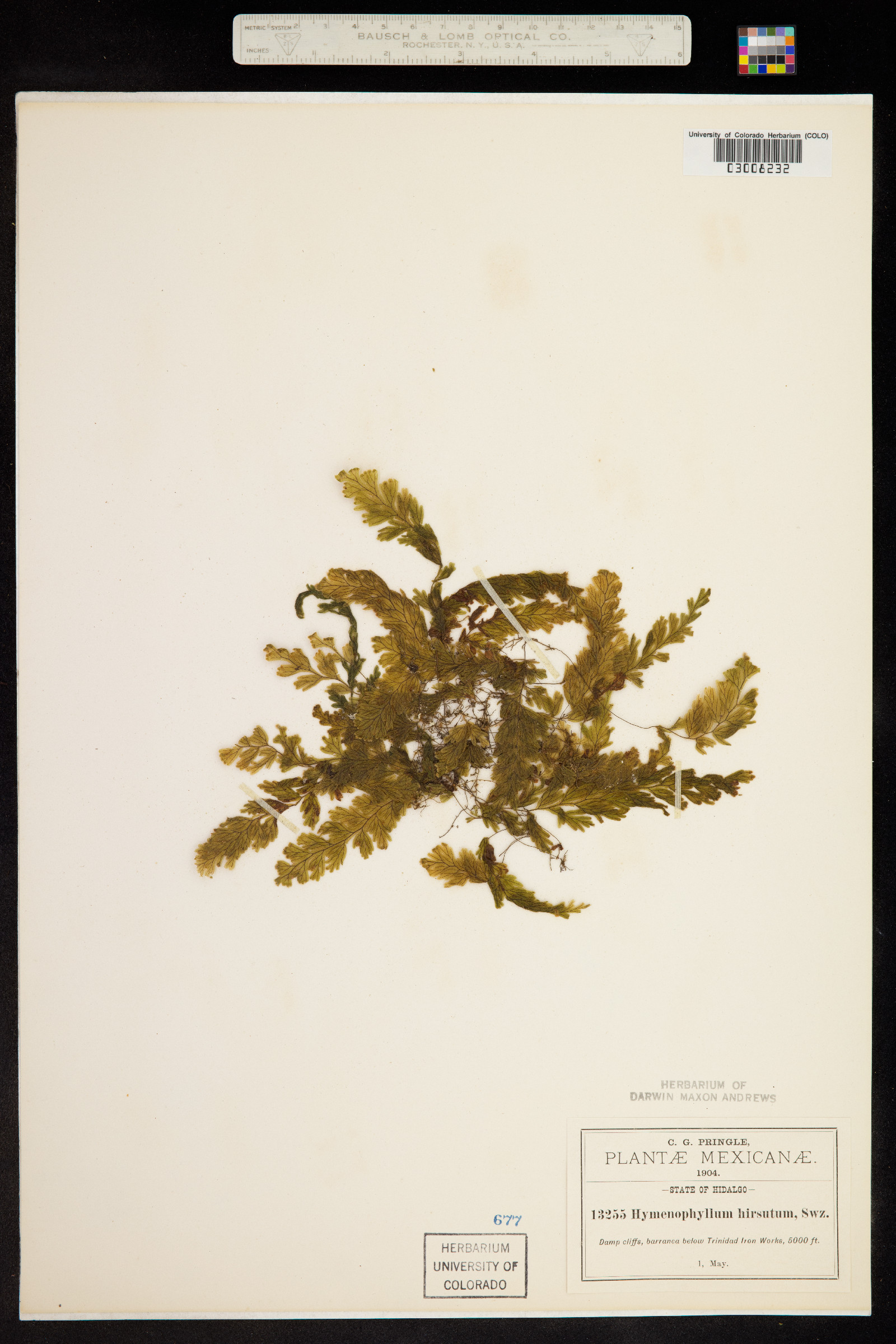 Hymenophyllum hirsutum image