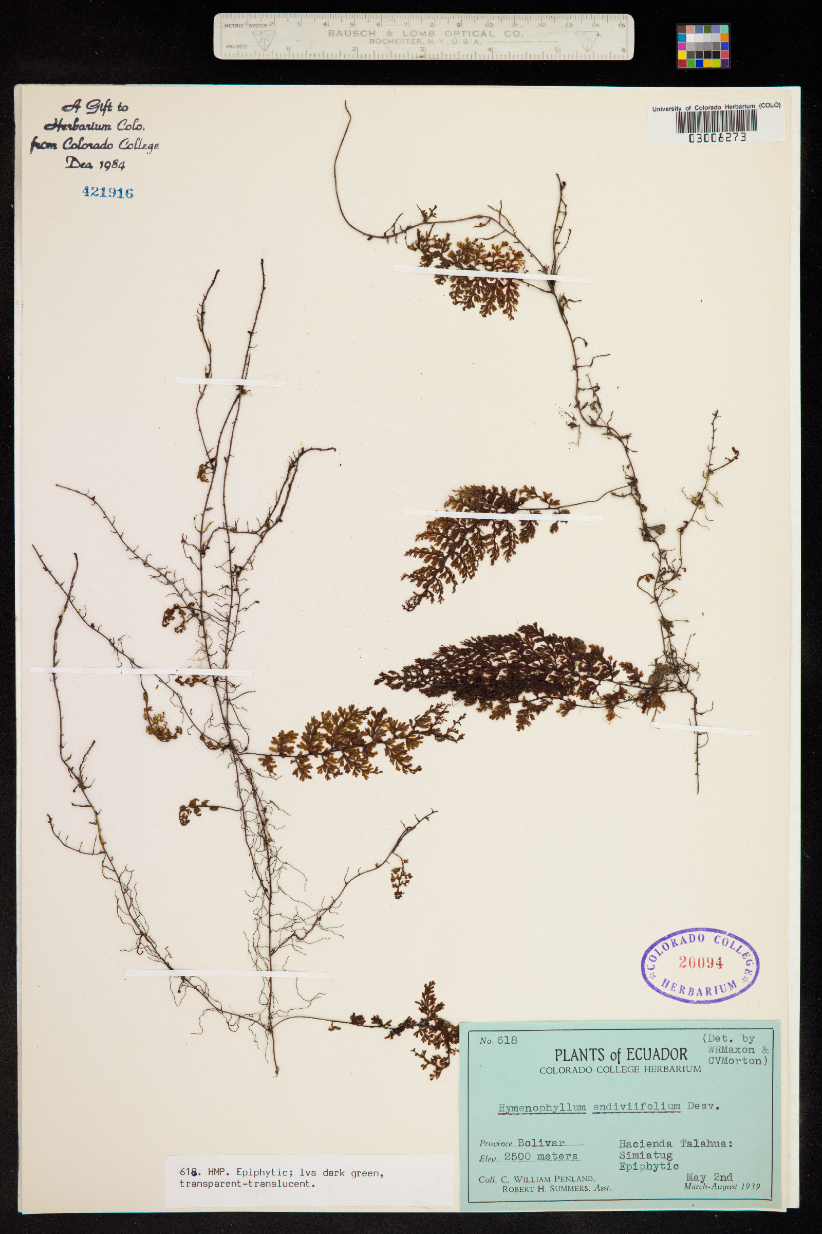 Hymenophyllum myriocarpum var. endiviifolium image