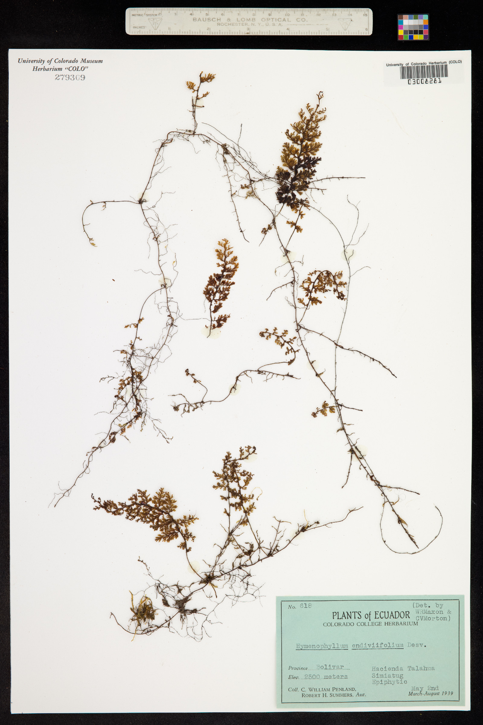 Hymenophyllum myriocarpum var. endiviifolium image