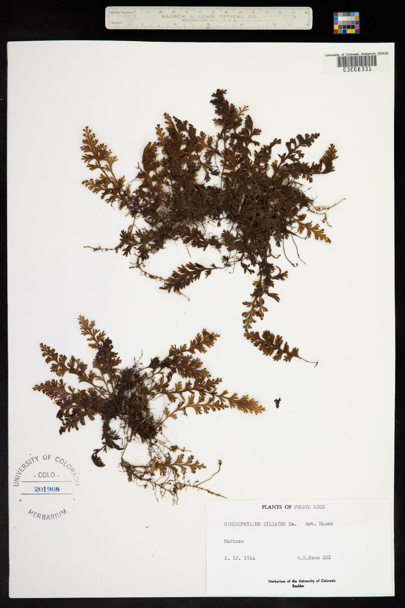 Hymenophyllum hirsutum image