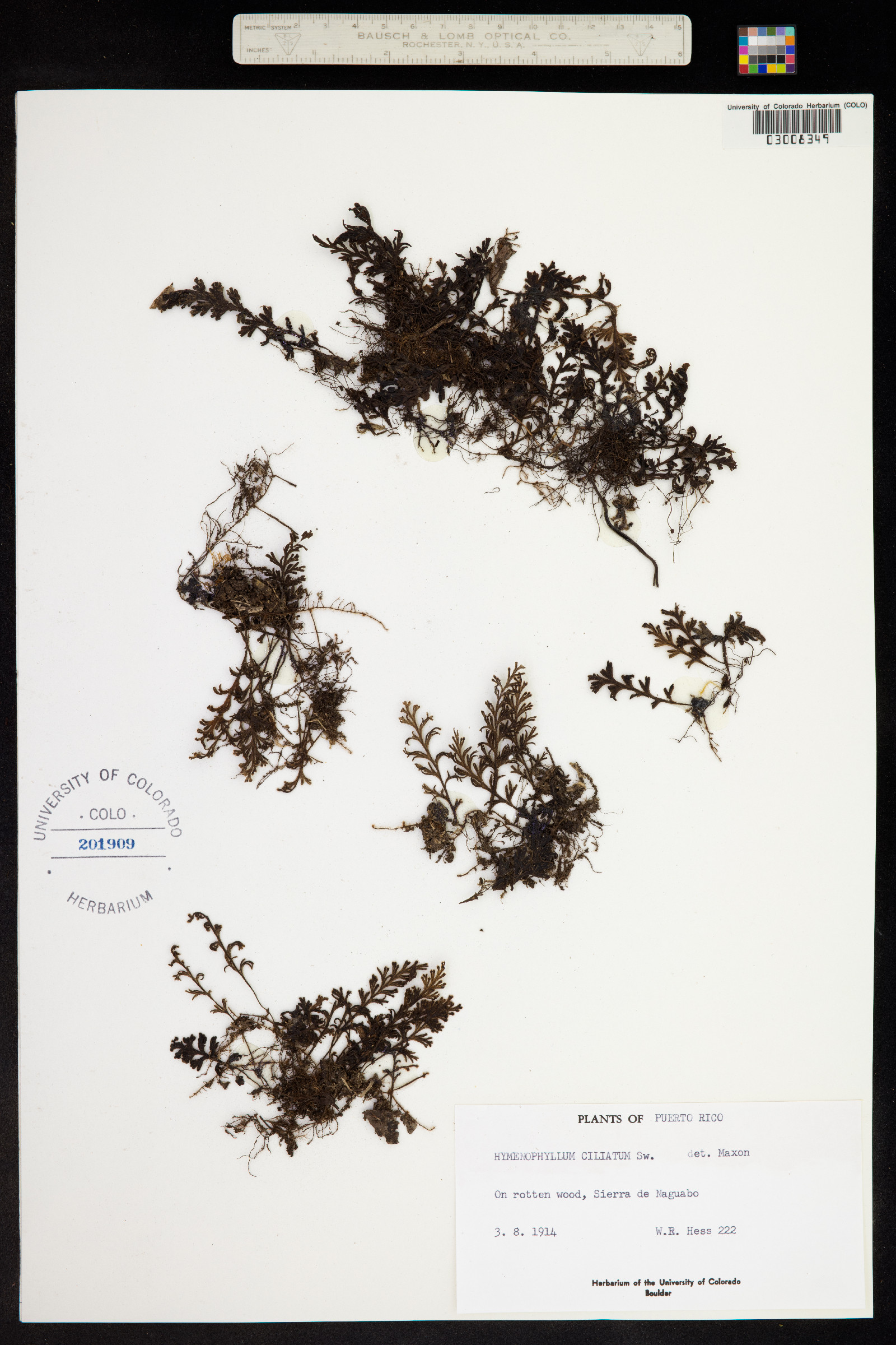 Hymenophyllum hirsutum image