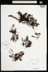 Image of Hymenophyllum hirsutum