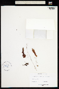 Image of Hymenophyllum asplenioides