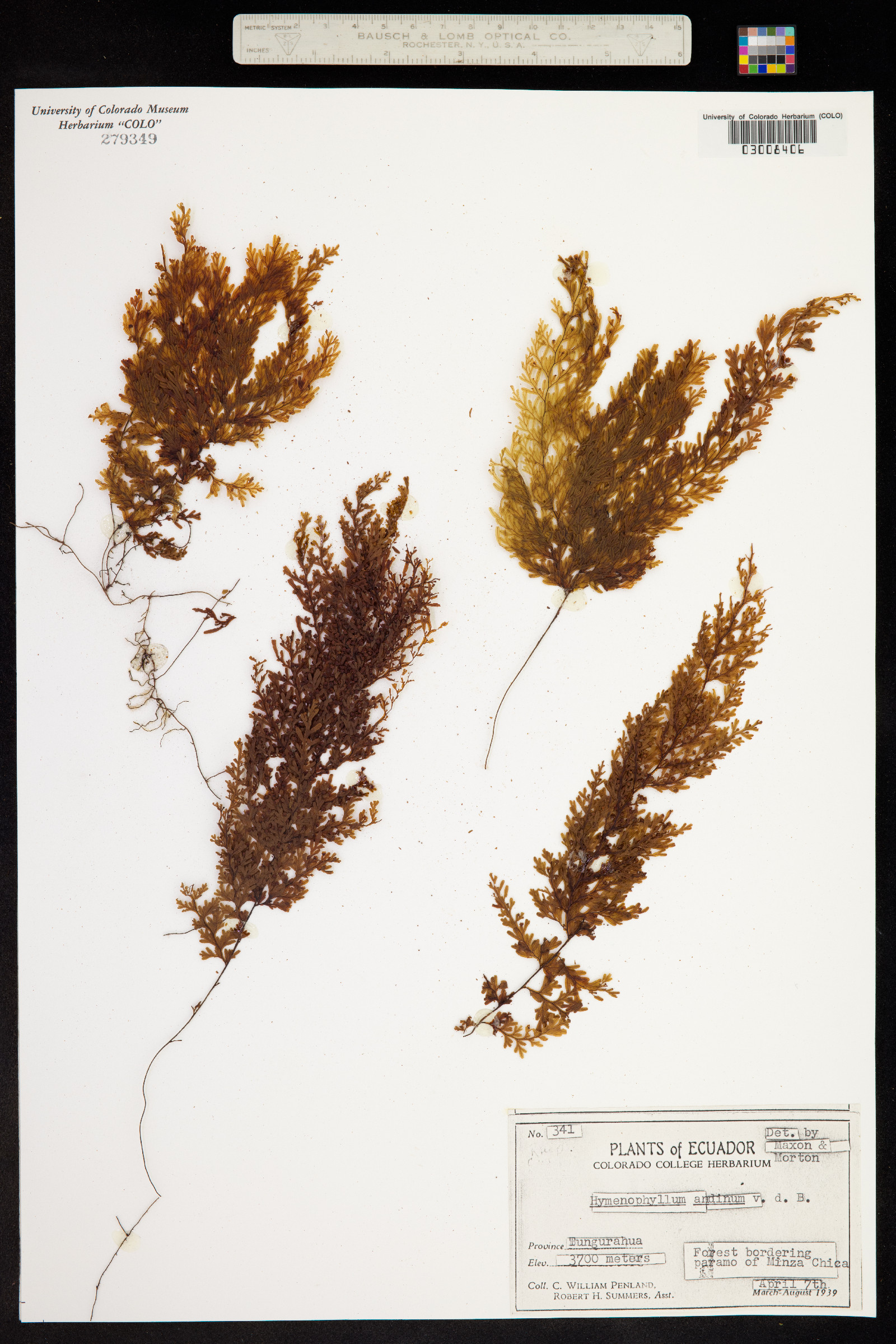 Hymenophyllum andinum image