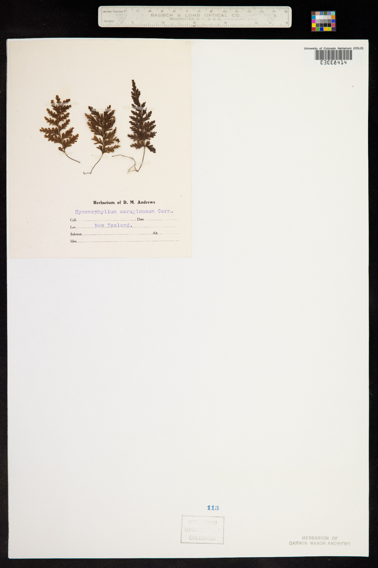 Hymenophyllum aeruginosum image