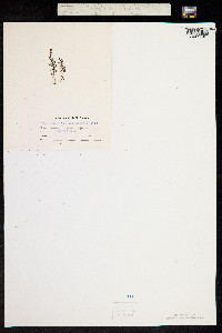 Hymenophyllum unilaterale image