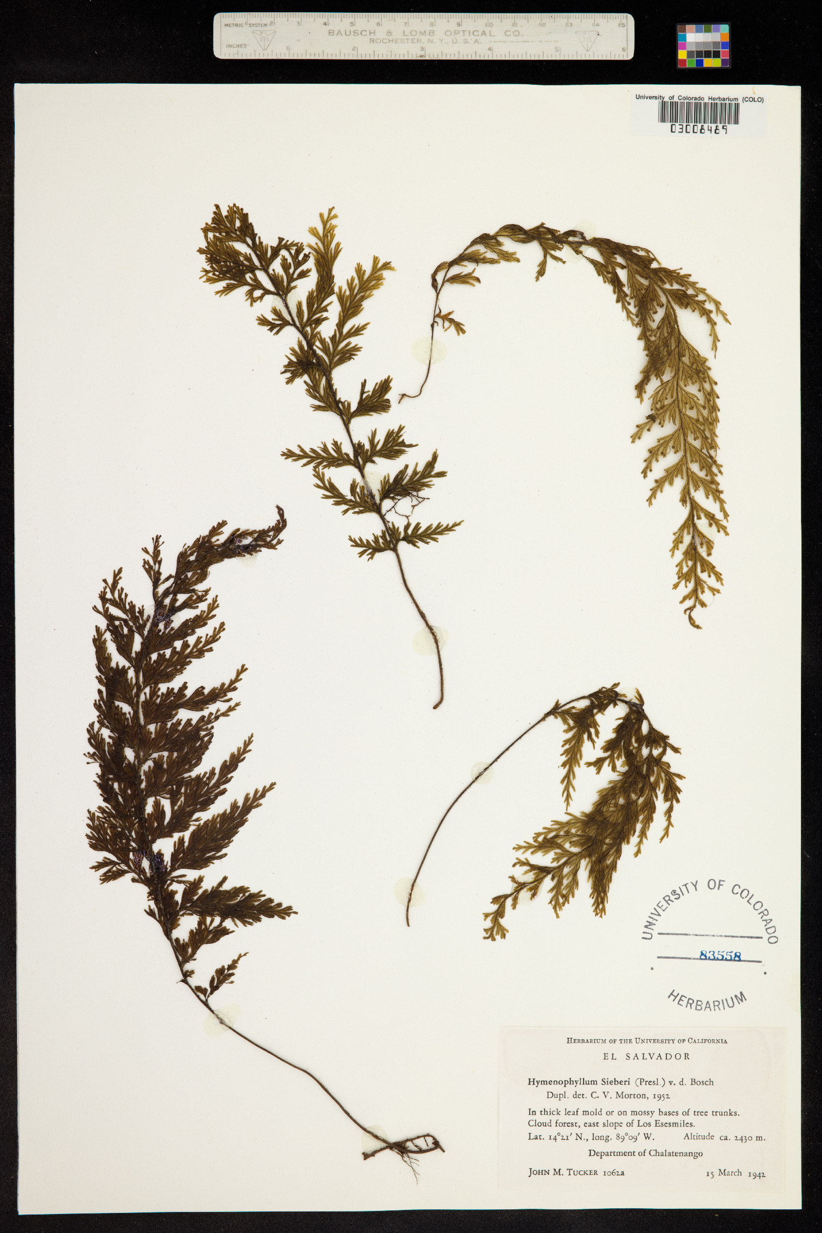 Hymenophyllum sieberi image