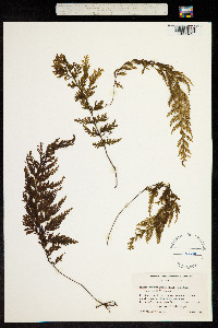 Image of Hymenophyllum sieberi